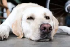 Keep Your Pets Safely in the Garage During the Day: A Guide to Making Your Pet Feel at Home